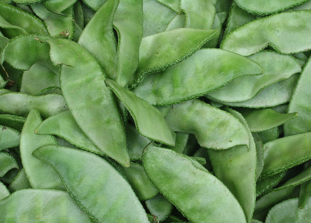  p>扁豆(学名: i>lablab purpureus /i> (linn.