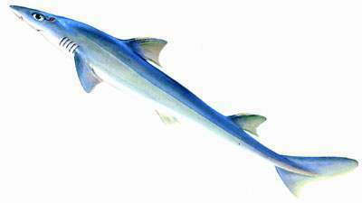  p>长吻角鲨, a href="#" data-lemmaid="8074290">学名 /a>: i>squal