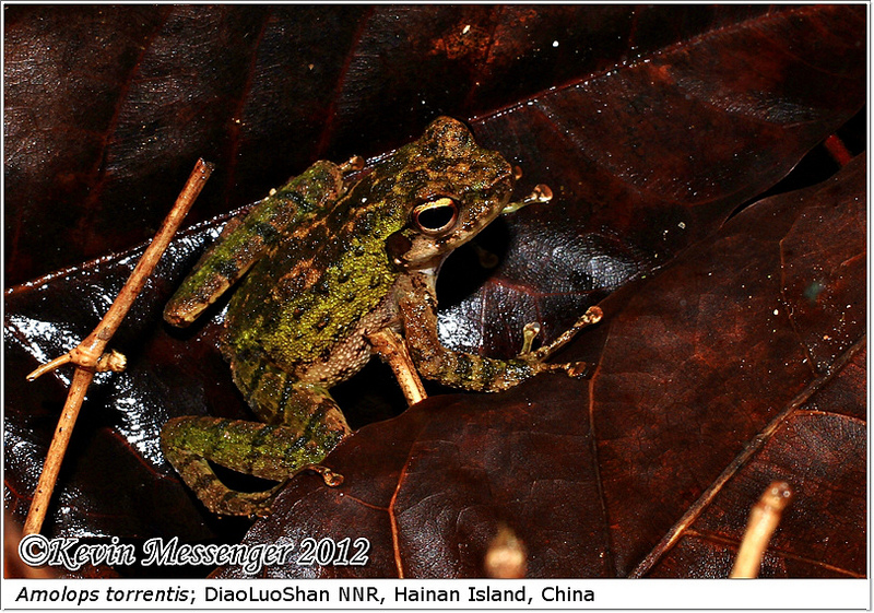  p>小湍蛙(学名:amolops torrentis)为蛙科湍蛙属的两栖动物,是中国的