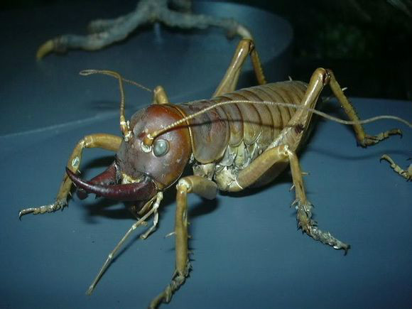 新西兰凶猛好斗的大型 a target="_blank" href="/item/沙螽/2382448"