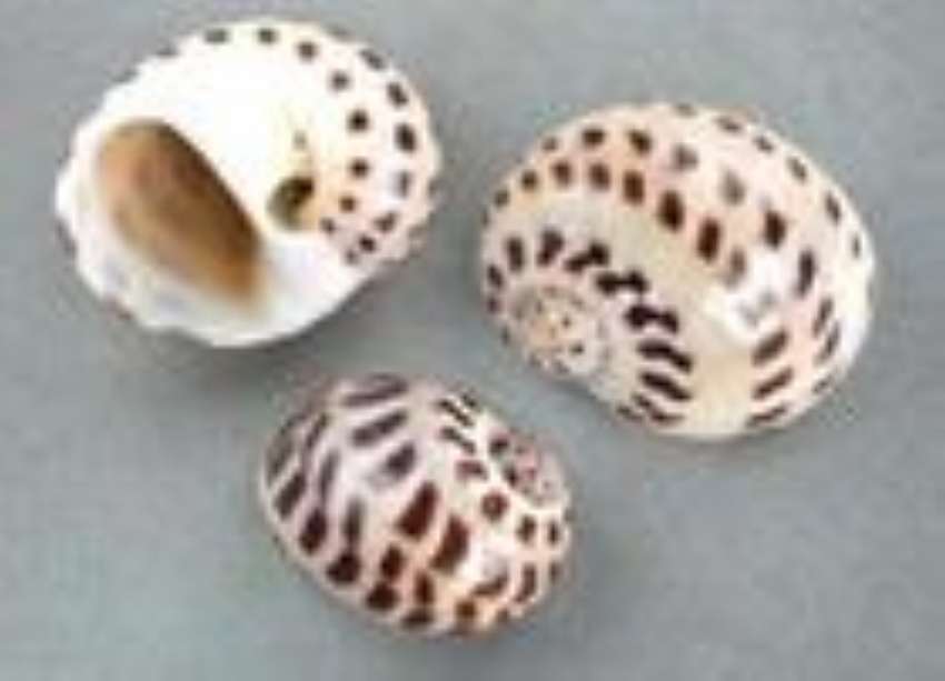  p>玉螺: a href="#" data-lemmaid="6523815">螺类 /a>的一种,海水