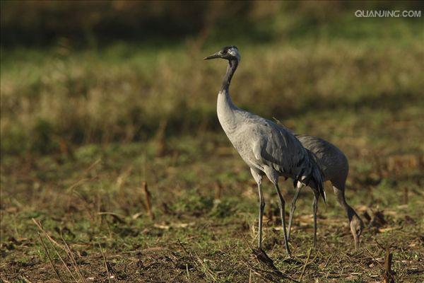  p>灰鹤(学名:grus grus)是大型 a href="#" data-lemmaid="26822">