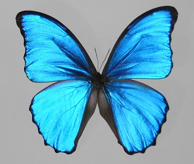 morpho phanodemus