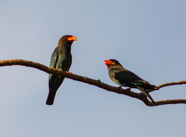  p>三宝鸟(学名: i>eurystomus orientalis /i>)佛法僧科三宝鸟属的