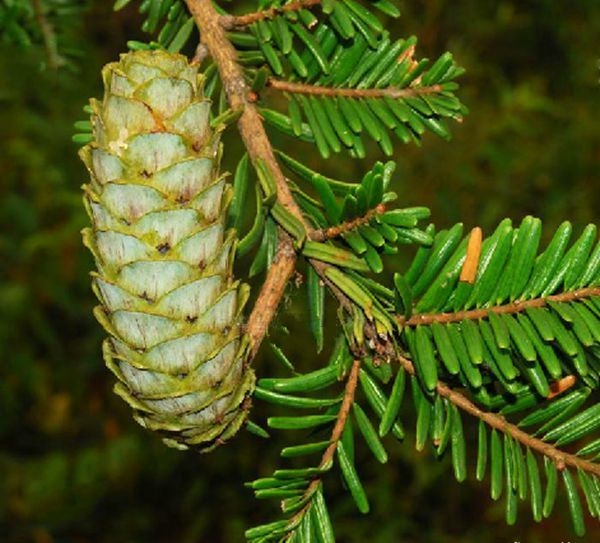  p>柔毛油杉(学名: i>keteleeria pubescens /i> cheng et l. k.