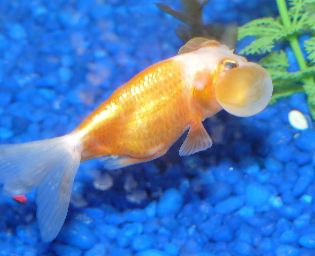  p>水泡金鱼(英文名:bubble eye),又名 a href="#" data-lemmaid="