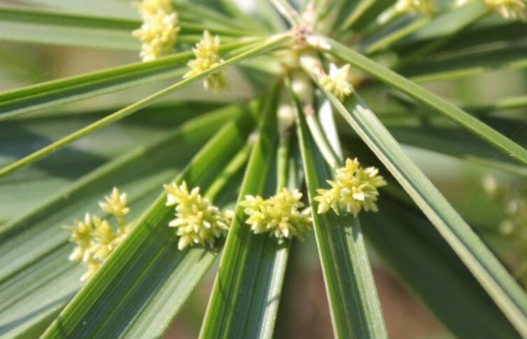  p>粗根茎莎草:为 a target="_blank" href="/item/单子叶植物纲">单