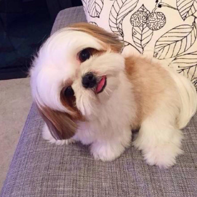 如何挑选价位合理 健康活泼的西施犬 百科ta说