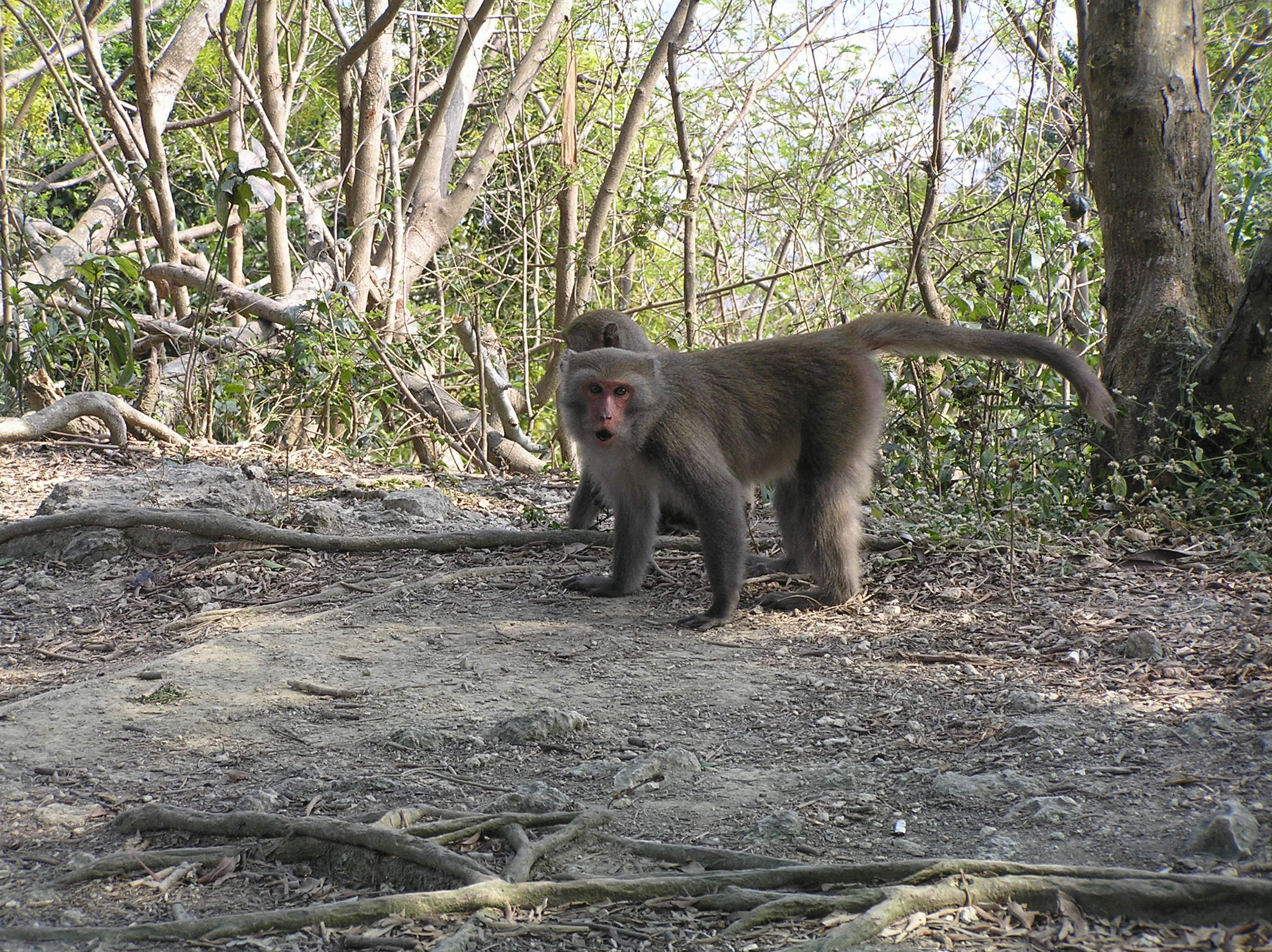  p>台湾猕猴(学名: i>macaca cyclopis /i>):成年个体体长约60厘米