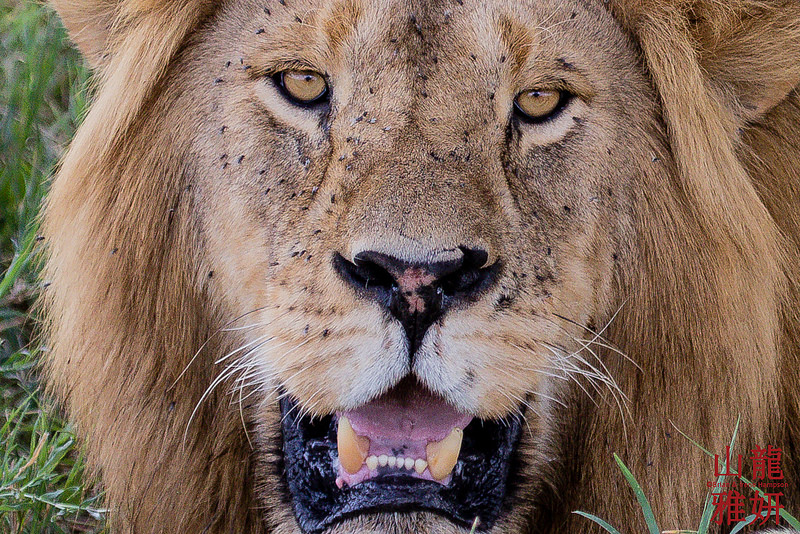  p>马赛狮是狮子的原亚种,俗称东非狮.