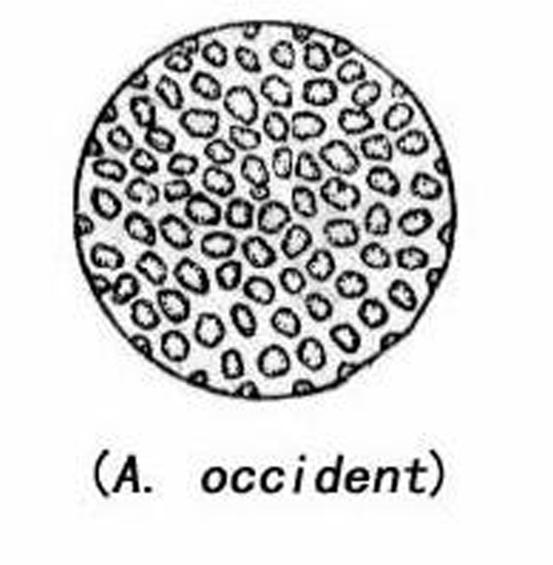  p> a target="_blank" href="/item/鞭毛菌亚门/6258297" data-lemma