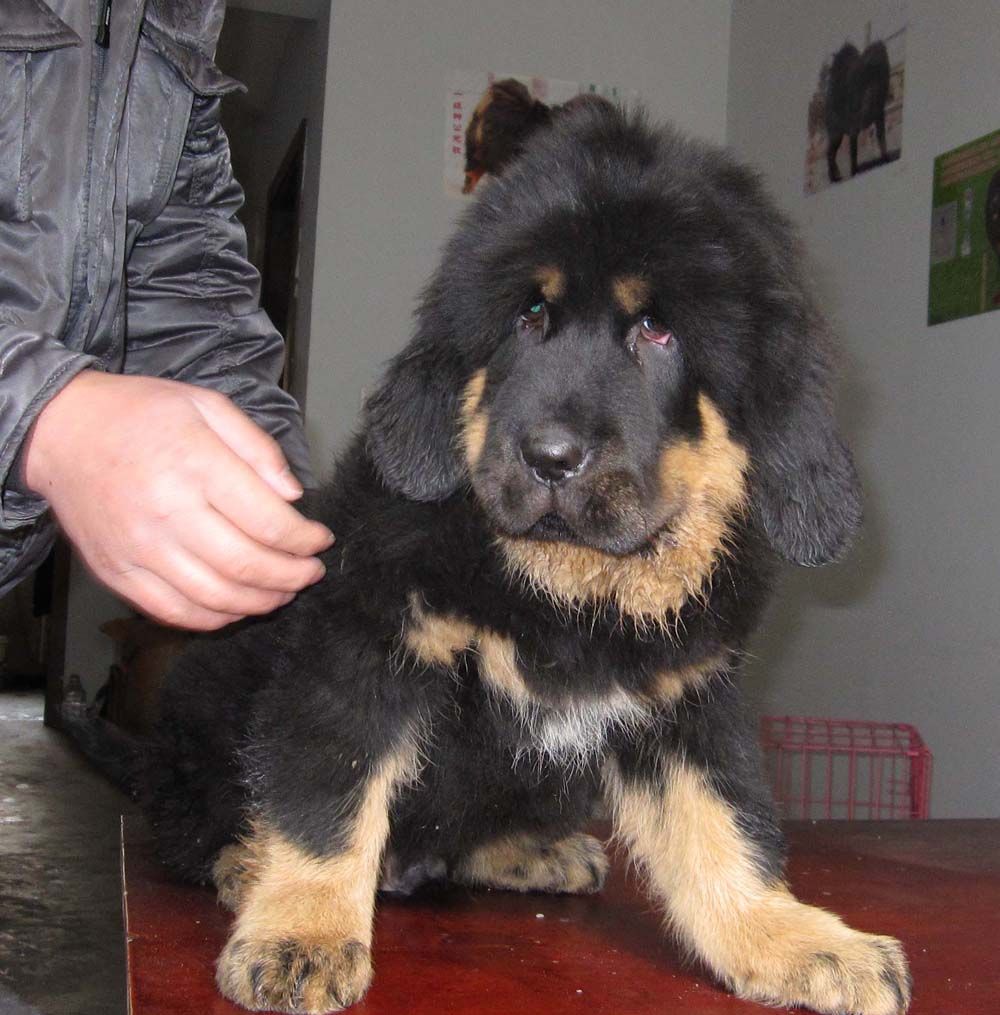  p>狮头藏獒,犬科犬属的动物,藏獒的一种,毛长,灵活,性烈,善斗,体形