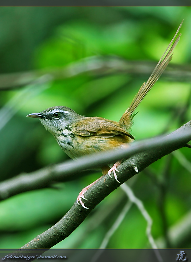 prinia superciliaris