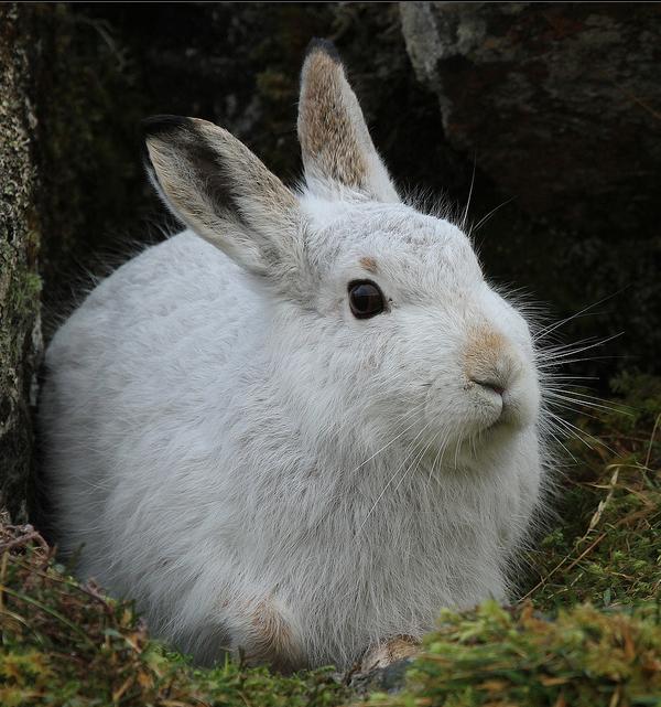  p data-id="tikoonaabhdo">雪兔是兔形目兔科兔属哺乳动物.