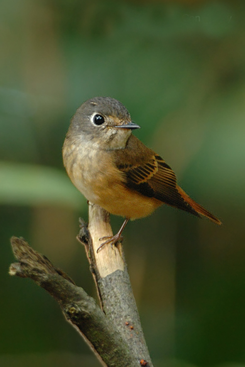  p>棕尾褐鹟( i>muscicapa ferruginea /i>):体重9-16克;体长109-122