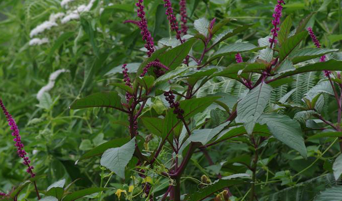  p>商陆属( a data-lemmaid="8074290">学名 /a>:phytolacca l.