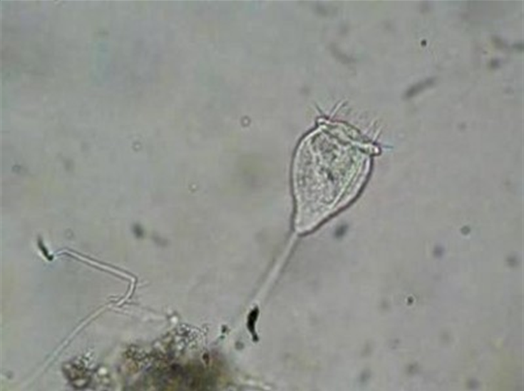  p>钟虫科通称钟虫.因体形如倒置的钟而得名.中国已发现111种.