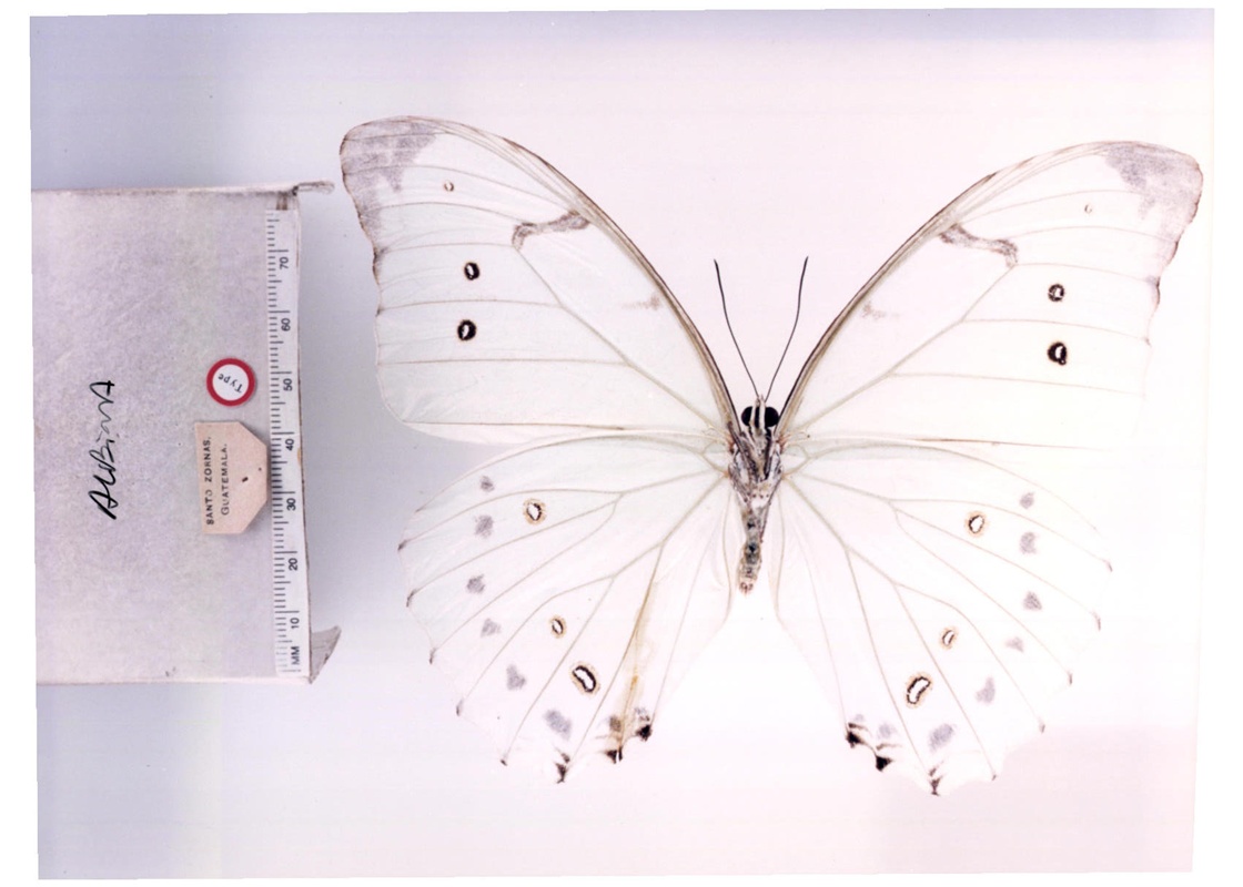  p>大白闪蝶(学名:morpho luna),鳞翅目 a href="#">蛱蝶科 /a>闪蝶属