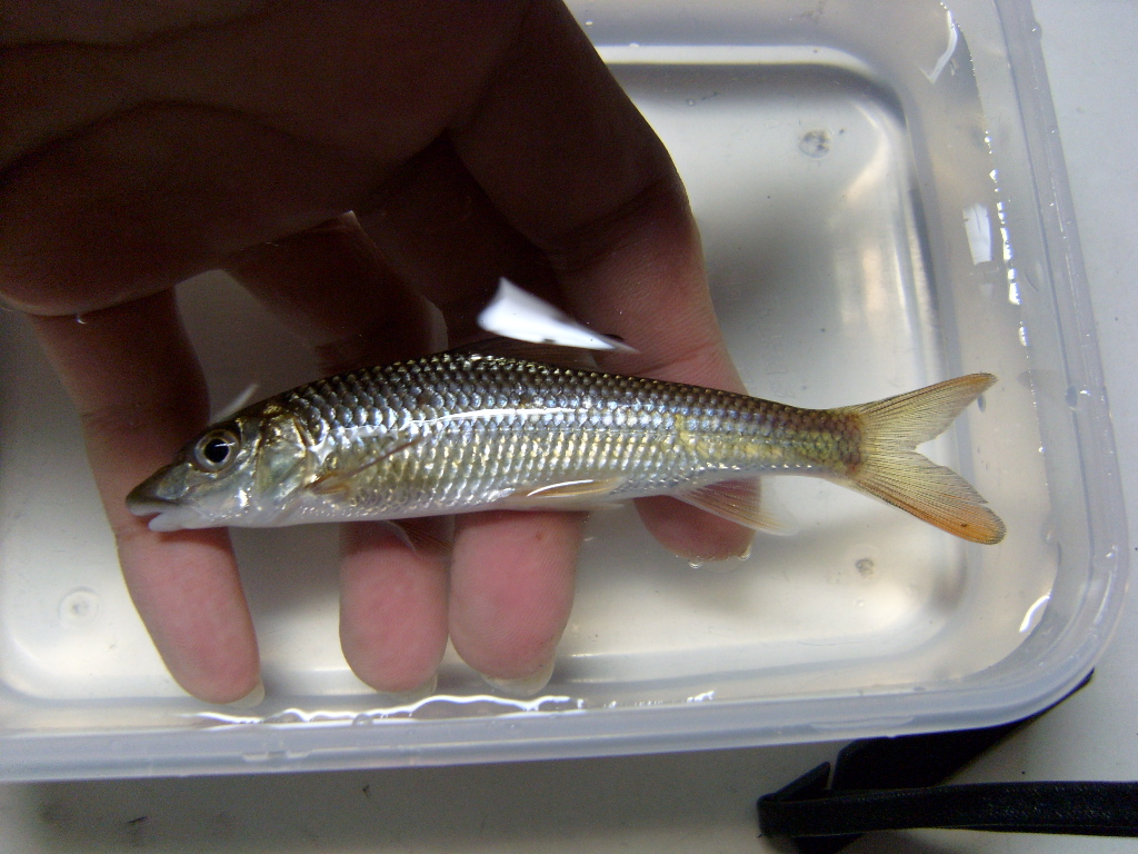  p>吻鮈( i>rhinogobio typus /i>&nbsp;bleeker,1871)是鲤科吻鮈