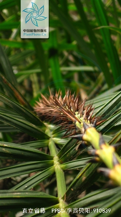  p>直立省藤(学名:calamus erectus roxb.