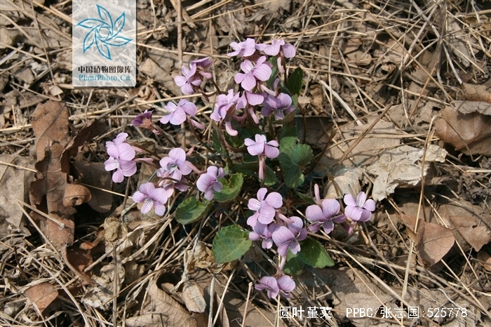  p>圆叶堇菜(学名:viola pseudo-bambusetorum chang)是堇菜科堇菜属