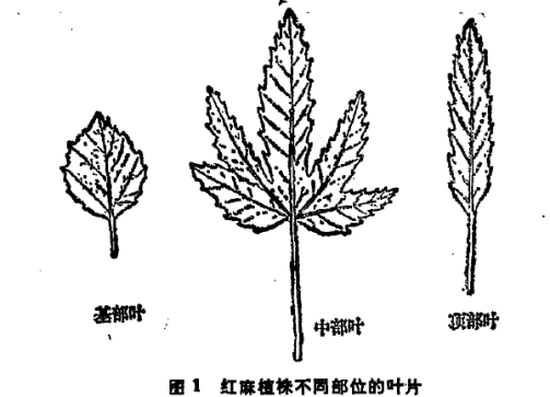 异形叶性_百度百科