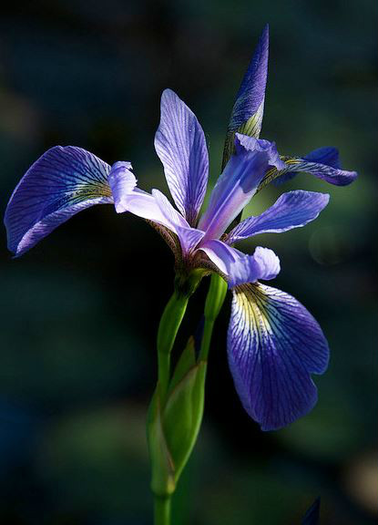 iris versicolor l.