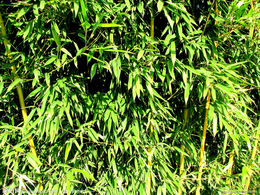  p> b>苗竹仔 /b>(学名: b> i>schizostachyum dumetorum /i> /b>)为 