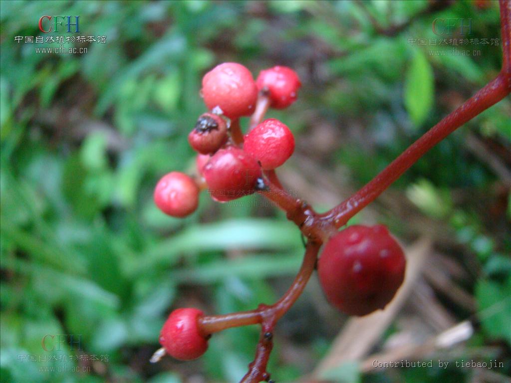  p>五叶莓,蔷薇科植物属植物,主要分布在山坡或湿地. /p>
