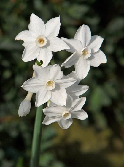 narcissus jasmineus (salisb.) schult. & schult.f.