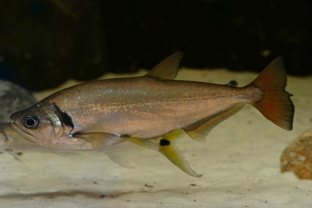 阿水狼脂鲤(hydrolycus tatauaia)又称红尾大暴牙,红尾战斧,为脂鲤目