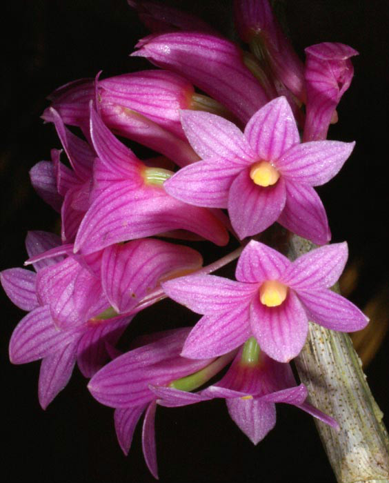  p>红花石斛(学名: i>dendrobium miyakei /i>  schltr.
