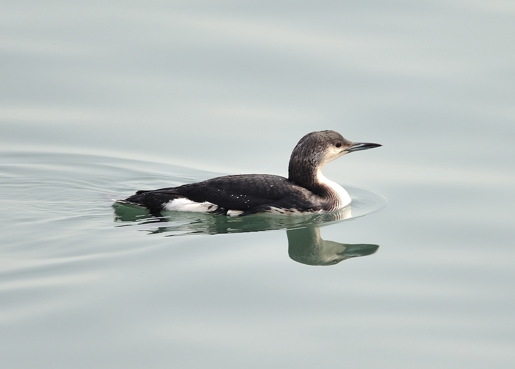  p>潜鸟是潜鸟属的4种鸟类,能潜水.