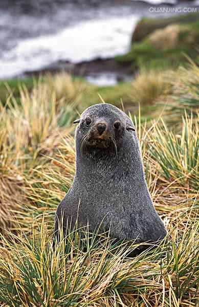 p>南极毛皮海狮(学名:arctocephalus gazella)又叫 a target="_blank