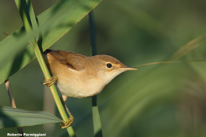 p>芦苇莺(学名 i>acrocephalus scirpaceus/i:体型较小,翅长52