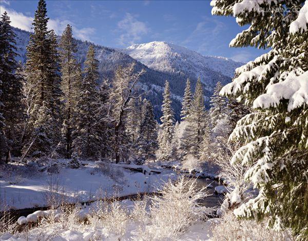  p>针叶林是以针叶树为建群种所组成的各类森林的总称.