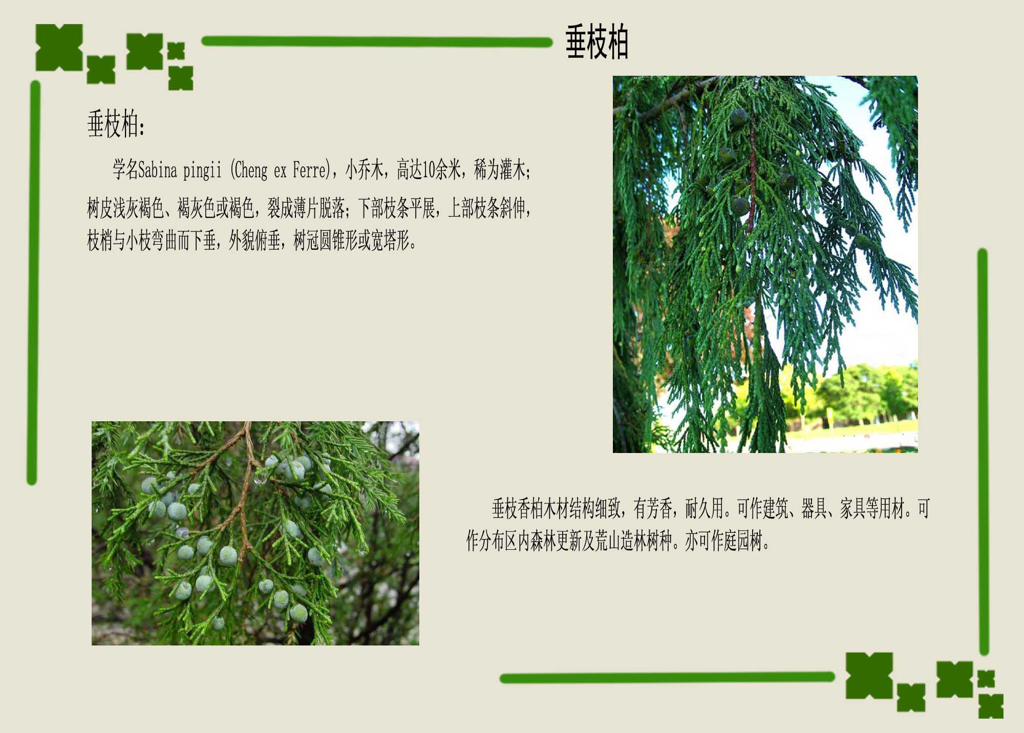  p>垂枝柏( i>sabina recurva /i> buch.-hamilt.