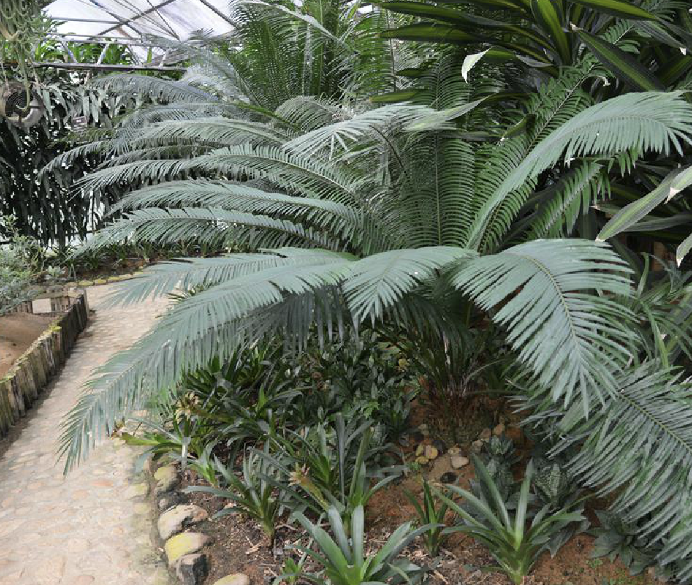  p>葫芦苏铁(学名: b>cycas /b>  b>changjiangensis /b> n.
