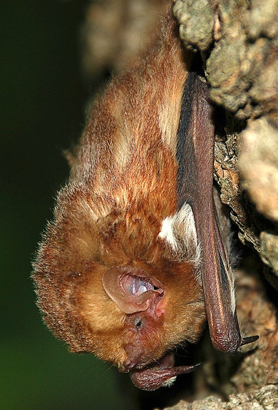  i>lasiurus boreali /i> i>s /i>):是一种生活在北美的红毛蝙蝠