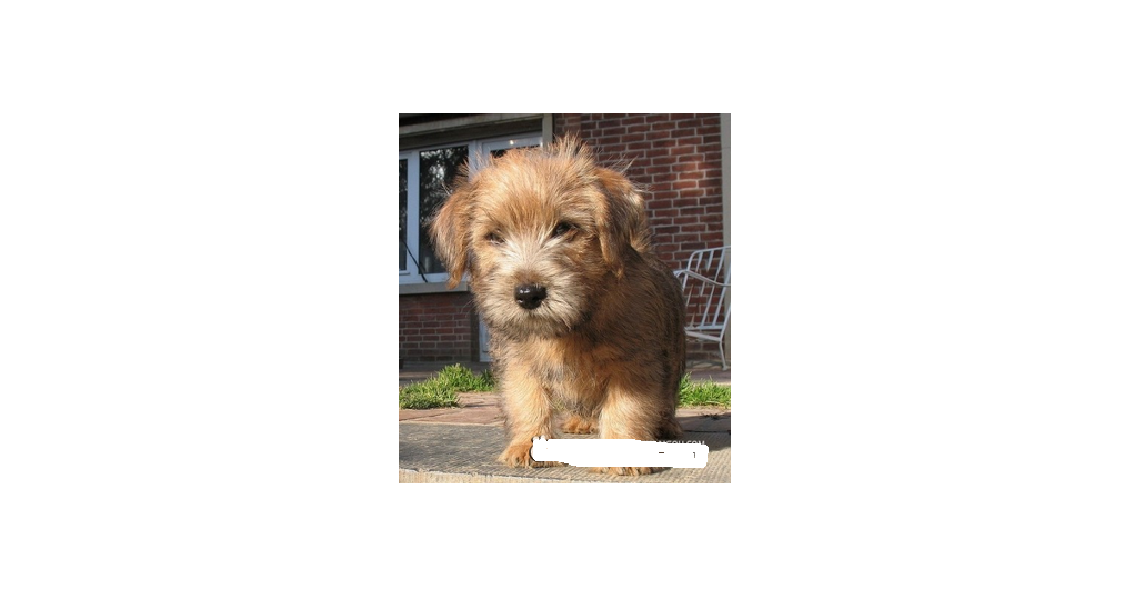  p>诺福克梗是一种小型犬,是拥有丰富猎物的英国 a href="#" data