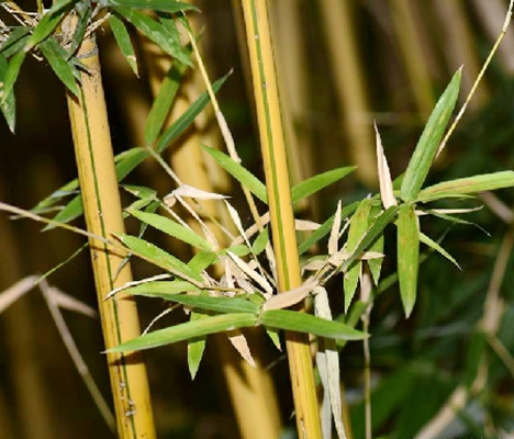  p>小琴丝竹(学名: i>bambusa multiplex /i> (lour.) raeusch.