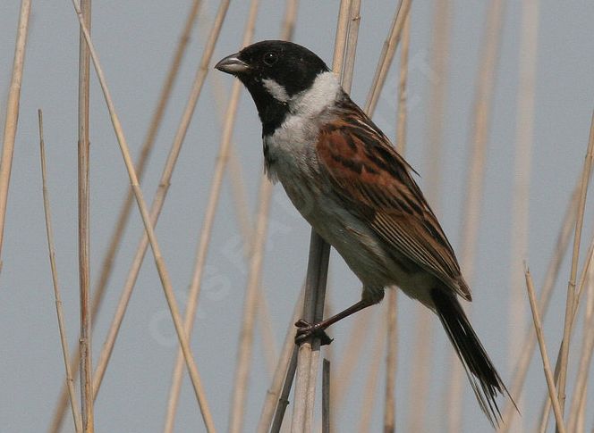 emberiza schoeniclus schoeniclus