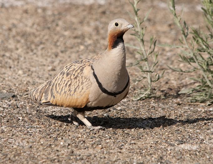  p>黑腹沙鸡(学名: i>pterocles orientalis /i