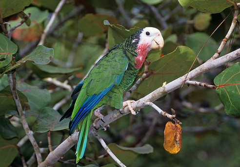 amazona leucocephala bahamensis