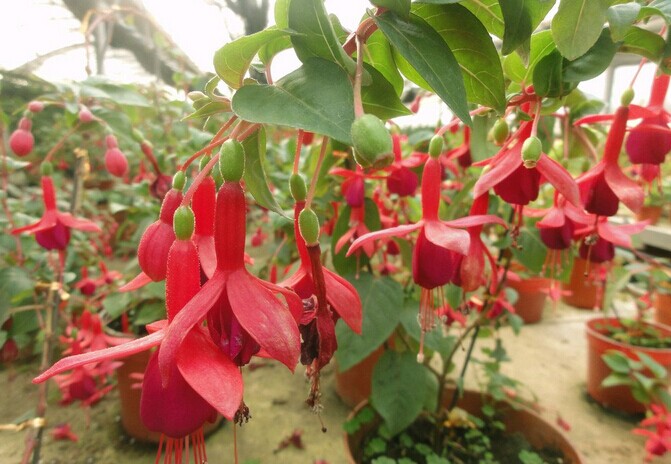 是柳叶菜科倒挂金钟属亚灌木植物.