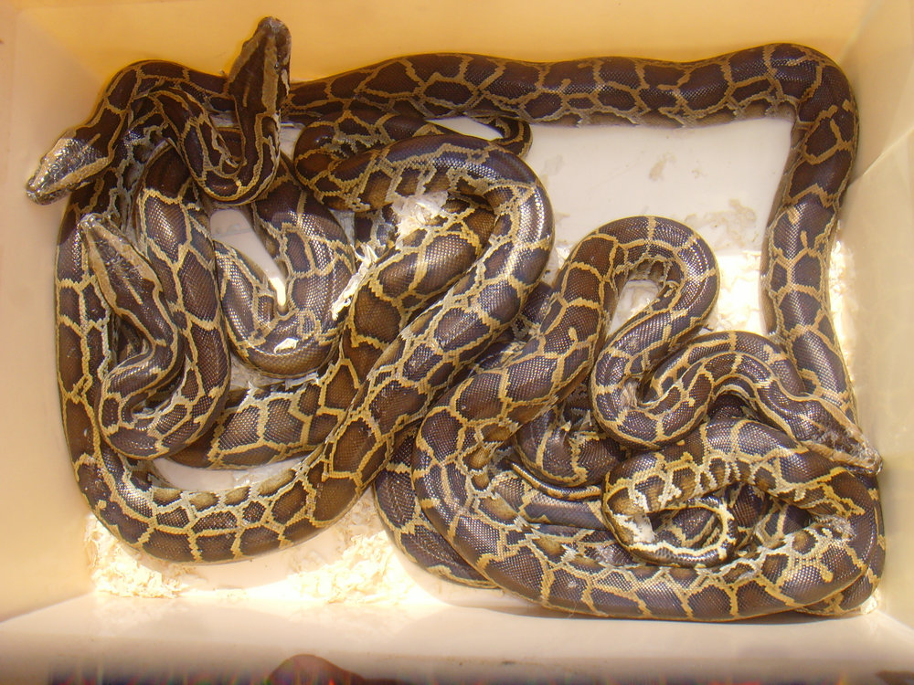  p>缅甸蟒(学名: i>python  bivittatus /i>)也有人称为缅甸岩蟒,又叫