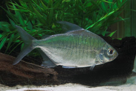  p>诺氏尖牙脂鲤(acnodon normani)又称尖嘴纵纹银板,为脂鲤目,脂鲤科