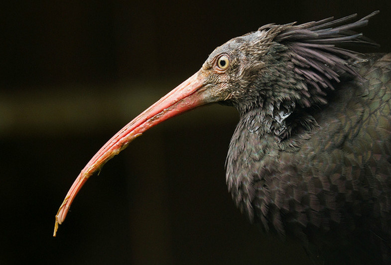  p>隐鹮(学名: i>geronticus eremita /i>)是栖息在荒芜,半沙漠或岩石