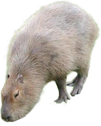  p>体形和 a target="_blank" href="/item/三趾心颅跳鼠/6786671"