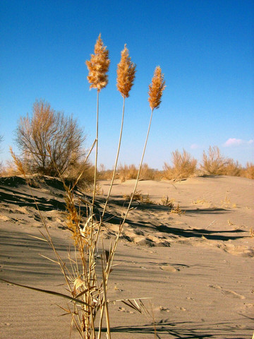  p>沙苁蓉,植株高15--70厘米.